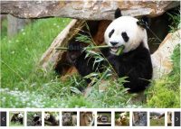 Zoo Parc de Beauval pas cher – billet à 29€ ( 11€ de réduction)