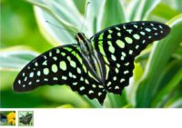 au paradis du papillon