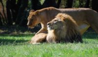 Réduction Zoo de la Barben :  billets pas chers à  8 et 15€