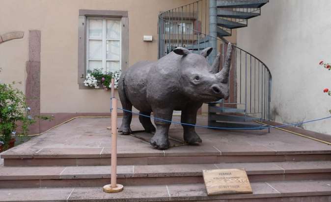 musée histoire naturelle de Colmar