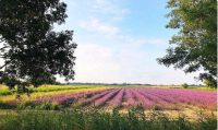 « Un Mas En Provence » 40% de réductions sur les visites    (culture de plantes à parfums entre Nimes et Arles )