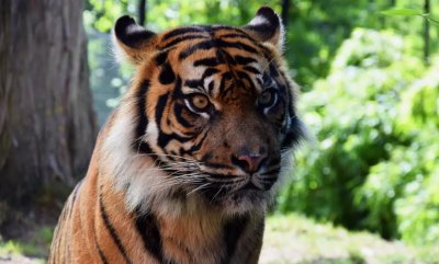 zoo de maubeuge tigre