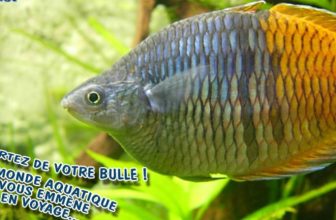 aquarium tropiques allex