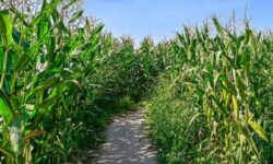 popcorn labyrinthe pessac