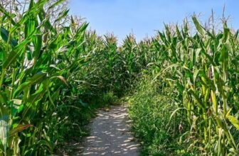 popcorn labyrinthe pessac