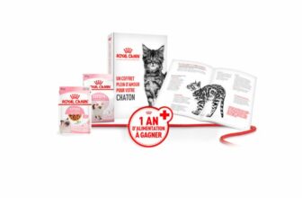coffret chaton