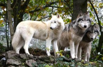 parc les loups gevaudan