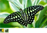 Au paradis du Papillon à Sanguinet Landes – des billets moins chers : 9.99€ les deux !