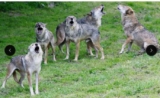 Réduction Parc animalier de COURZIEU (Rhone) – billet à 10 et 13.6€