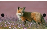Normandie : billets pour le  parc animalier de la dame blanche à prix réduits