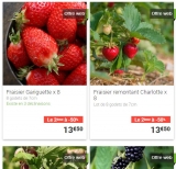 Promo Gamm Vert :  2ème plants fruits avec 50% de réduction (fraisiers …)