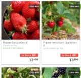 Promo Gamm Vert :  2ème plants fruits avec 50% de réduction (fraisiers …)