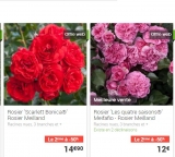 Offre Gamm Vert : le 2eme rosier avec 50% de réduction