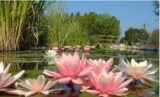 Les Jardins Aquatiques jusqu&rsquo;à 40% de réduction sur les entrées à partir de 2.9€