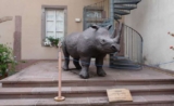 Bon plan Musée d&rsquo;histoire naturelle de Colmar 50 pourcent de réduction