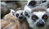 Bon plan Natur Zoo de Mervent  réduction pour les billets d&rsquo;entrées