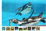 Bon plan Parc NaturOparc Hunawihr  … Billets pas chers – à partir de 6.8€
