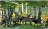 Parc Animalier de Boutissaint : billets à prix réduits