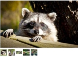 Orne : Parc animalier d&rsquo;écouves .. billets à prix réduits