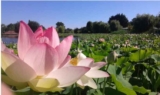 Bon plan Parc Floral de la Court d&rsquo;Aron …   entrées moins chères