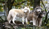 Parc Les Loups du Gévaudan : code promo réduction billets à 8.99 et 11.99€