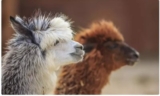 Réduction Parc Animalier de la  Sainte Victoire: billets pas chers 6€ !