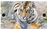 Zoo de  Fréjus pas cher  billets à 9.9€ et 11.9€