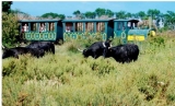 Réduction Petit train de Mejanes en Camargue billets à 9.9€ pour 2 !