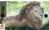 Bretagne : Billets pas chers pour le Zoo de Pont Scorff