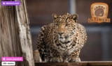 Réduction Zoo Refuge de la Tanière : 17.91€ 1 adulte + 1 enfant