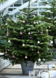 Sapin 100% remboursé chez Alinea du 7 au 10 decembre