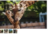 Code Promo Parc TouroParc  Zoo: entrées pas chères  … (15 et 17 €  )