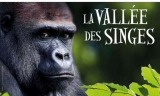 La Vallée des Singes pas cher  : réduction entrées  à 10 et 18€ ( voire moins )