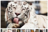 Bon plan réduction Zoo de Maubeuge : billets  à partir de 6.99€